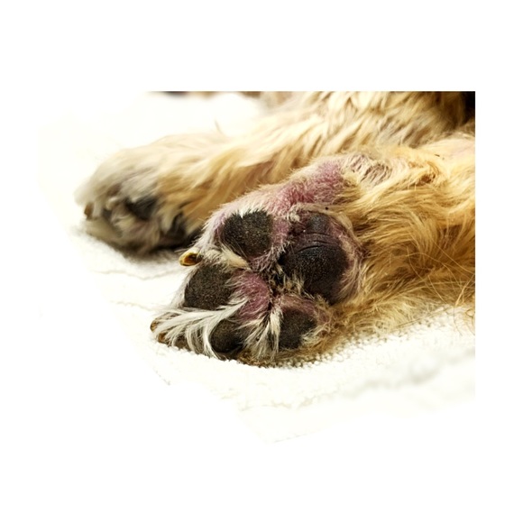 Samson Handsome is in Heaven 🐶💔 I’m Heartbroken - Picture 6 of 8